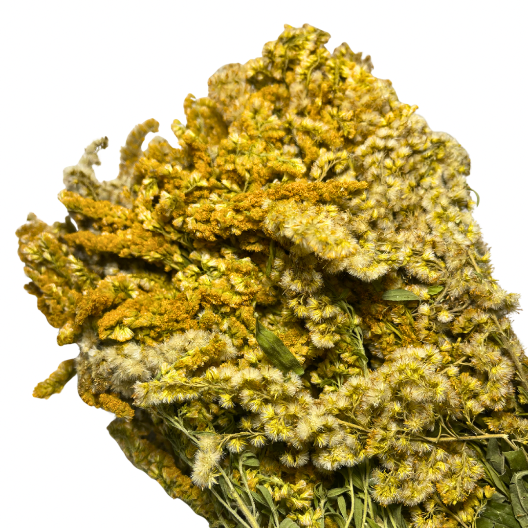 Saunová metlička – Zlatobýl